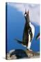 Gentoo Penguin Calling-Paul Souders-Stretched Canvas