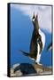 Gentoo Penguin Calling-Paul Souders-Framed Stretched Canvas