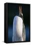 Gentoo Penguin Calling-Paul Souders-Framed Stretched Canvas