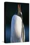 Gentoo Penguin Calling-Paul Souders-Stretched Canvas