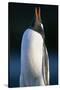 Gentoo Penguin Calling-Paul Souders-Stretched Canvas