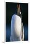 Gentoo Penguin Calling-Paul Souders-Framed Photographic Print