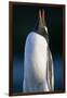 Gentoo Penguin Calling-Paul Souders-Framed Photographic Print