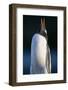 Gentoo Penguin Calling-Paul Souders-Framed Photographic Print