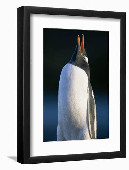 Gentoo Penguin Calling-Paul Souders-Framed Photographic Print