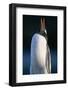 Gentoo Penguin Calling-Paul Souders-Framed Photographic Print