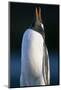 Gentoo Penguin Calling-Paul Souders-Mounted Photographic Print