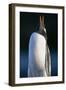 Gentoo Penguin Calling-Paul Souders-Framed Photographic Print