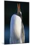 Gentoo Penguin Calling-Paul Souders-Mounted Photographic Print