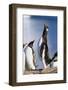 Gentoo Penguin Calling-Paul Souders-Framed Photographic Print