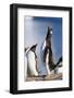 Gentoo Penguin Calling-Paul Souders-Framed Photographic Print