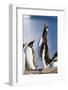 Gentoo Penguin Calling-Paul Souders-Framed Photographic Print