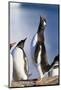 Gentoo Penguin Calling-Paul Souders-Mounted Photographic Print