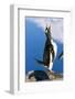 Gentoo Penguin Calling-Paul Souders-Framed Photographic Print