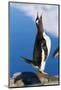 Gentoo Penguin Calling-Paul Souders-Mounted Photographic Print