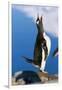 Gentoo Penguin Calling-Paul Souders-Framed Photographic Print