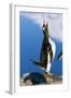 Gentoo Penguin Calling-Paul Souders-Framed Photographic Print