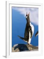 Gentoo Penguin Calling-Paul Souders-Framed Photographic Print