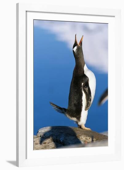 Gentoo Penguin Calling-Paul Souders-Framed Photographic Print