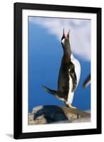 Gentoo Penguin Calling-Paul Souders-Framed Photographic Print