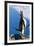 Gentoo Penguin Calling-Paul Souders-Framed Photographic Print