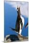 Gentoo Penguin Calling-Paul Souders-Mounted Photographic Print