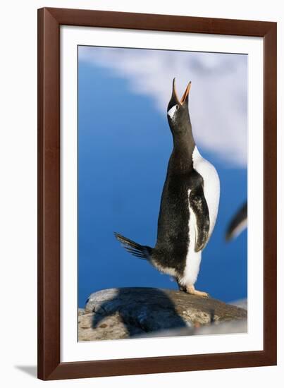 Gentoo Penguin Calling-Paul Souders-Framed Photographic Print