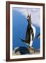 Gentoo Penguin Calling-Paul Souders-Framed Photographic Print