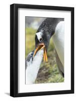 Gentoo Penguin Chick Being Fed by Parent on the Falkland Islands-Martin Zwick-Framed Photographic Print