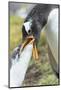 Gentoo Penguin Chick Being Fed by Parent on the Falkland Islands-Martin Zwick-Mounted Photographic Print