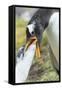 Gentoo Penguin Chick Being Fed by Parent on the Falkland Islands-Martin Zwick-Framed Stretched Canvas