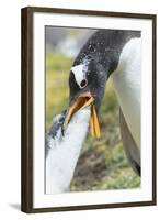 Gentoo Penguin Chick Being Fed by Parent on the Falkland Islands-Martin Zwick-Framed Photographic Print