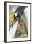 Gentoo Penguin Chick Being Fed by Parent on the Falkland Islands-Martin Zwick-Framed Photographic Print