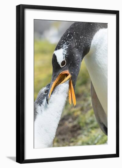 Gentoo Penguin Chick Being Fed by Parent on the Falkland Islands-Martin Zwick-Framed Photographic Print