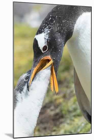 Gentoo Penguin Chick Being Fed by Parent on the Falkland Islands-Martin Zwick-Mounted Photographic Print