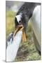 Gentoo Penguin Chick Being Fed by Parent on the Falkland Islands-Martin Zwick-Mounted Photographic Print