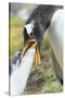 Gentoo Penguin Chick Being Fed by Parent on the Falkland Islands-Martin Zwick-Stretched Canvas