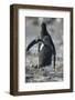 Gentoo Penguin Chick Chasing an Adult for Food-DLILLC-Framed Photographic Print