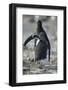 Gentoo Penguin Chick Chasing an Adult for Food-DLILLC-Framed Photographic Print