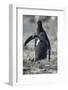 Gentoo Penguin Chick Chasing an Adult for Food-DLILLC-Framed Photographic Print