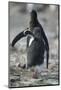 Gentoo Penguin Chick Chasing an Adult for Food-DLILLC-Mounted Photographic Print