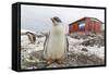 Gentoo Penguin Chicks (Pygoscelis Papua) at Argentine Rescue Hut, Mikkelsen Harbor, Trinity Island-Michael Nolan-Framed Stretched Canvas