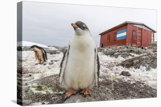 Gentoo Penguin Chicks (Pygoscelis Papua) at Argentine Rescue Hut, Mikkelsen Harbor, Trinity Island-Michael Nolan-Stretched Canvas