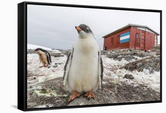 Gentoo Penguin Chicks (Pygoscelis Papua) at Argentine Rescue Hut, Mikkelsen Harbor, Trinity Island-Michael Nolan-Framed Stretched Canvas