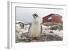 Gentoo Penguin Chicks (Pygoscelis Papua) at Argentine Rescue Hut, Mikkelsen Harbor, Trinity Island-Michael Nolan-Framed Photographic Print