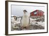 Gentoo Penguin Chicks (Pygoscelis Papua) at Argentine Rescue Hut, Mikkelsen Harbor, Trinity Island-Michael Nolan-Framed Photographic Print