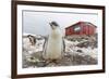 Gentoo Penguin Chicks (Pygoscelis Papua) at Argentine Rescue Hut, Mikkelsen Harbor, Trinity Island-Michael Nolan-Framed Photographic Print