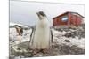 Gentoo Penguin Chicks (Pygoscelis Papua) at Argentine Rescue Hut, Mikkelsen Harbor, Trinity Island-Michael Nolan-Mounted Photographic Print