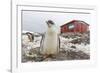 Gentoo Penguin Chicks (Pygoscelis Papua) at Argentine Rescue Hut, Mikkelsen Harbor, Trinity Island-Michael Nolan-Framed Photographic Print