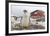 Gentoo Penguin Chicks (Pygoscelis Papua) at Argentine Rescue Hut, Mikkelsen Harbor, Trinity Island-Michael Nolan-Framed Photographic Print